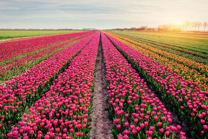 Beautiful tulips field in the Netherlands