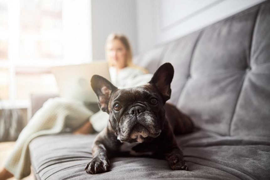 human and her dog in a studio apartment